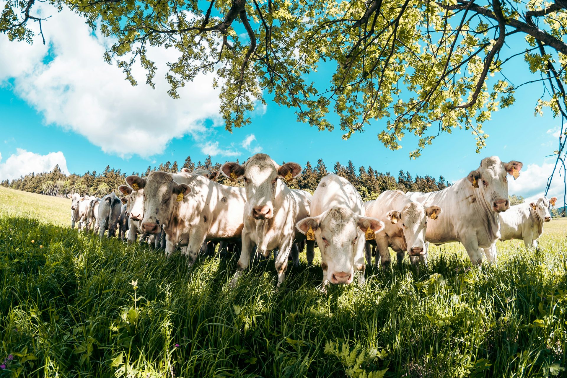 a herd of cattle standing on top of a lush green field
